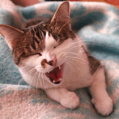 Does Your Cat Have Allergies? How to Recognize and Manage Feline Allergies